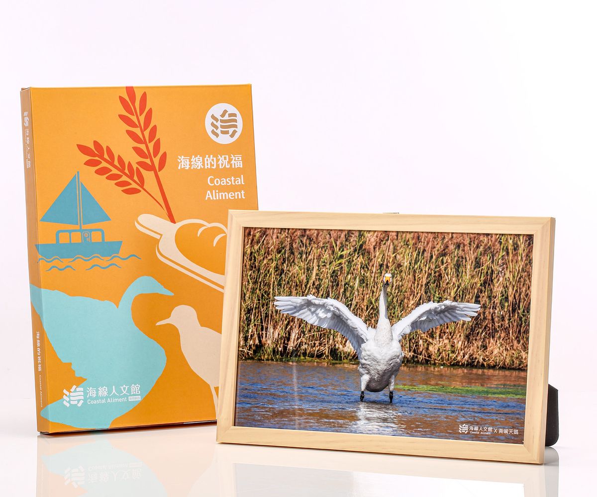黃嘴天鵝展翅-大相框