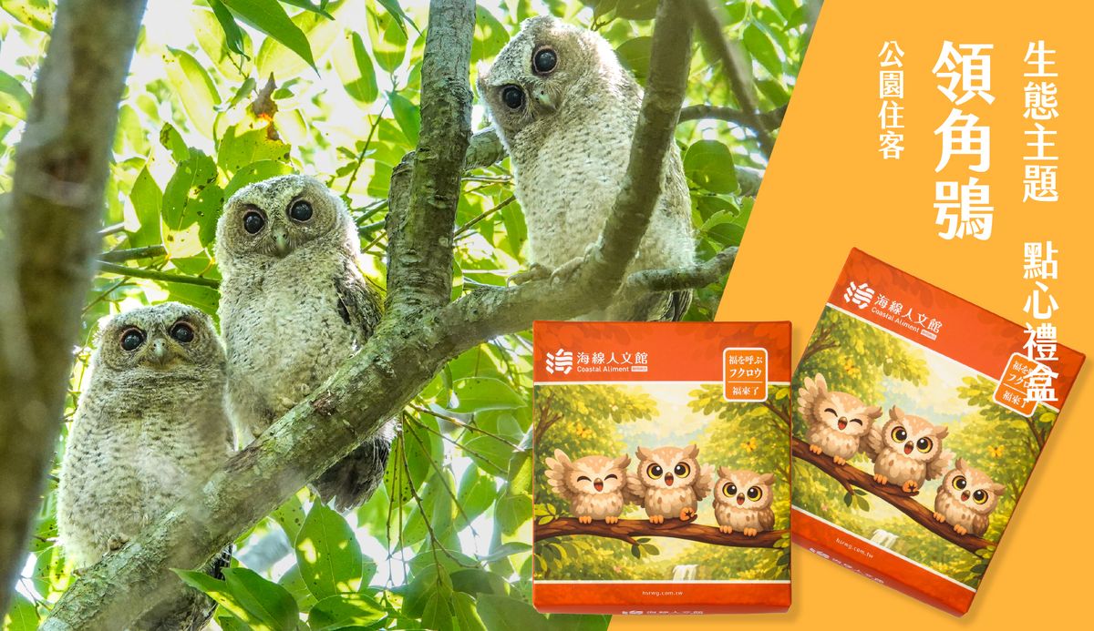 /packing/collared-scops-owl