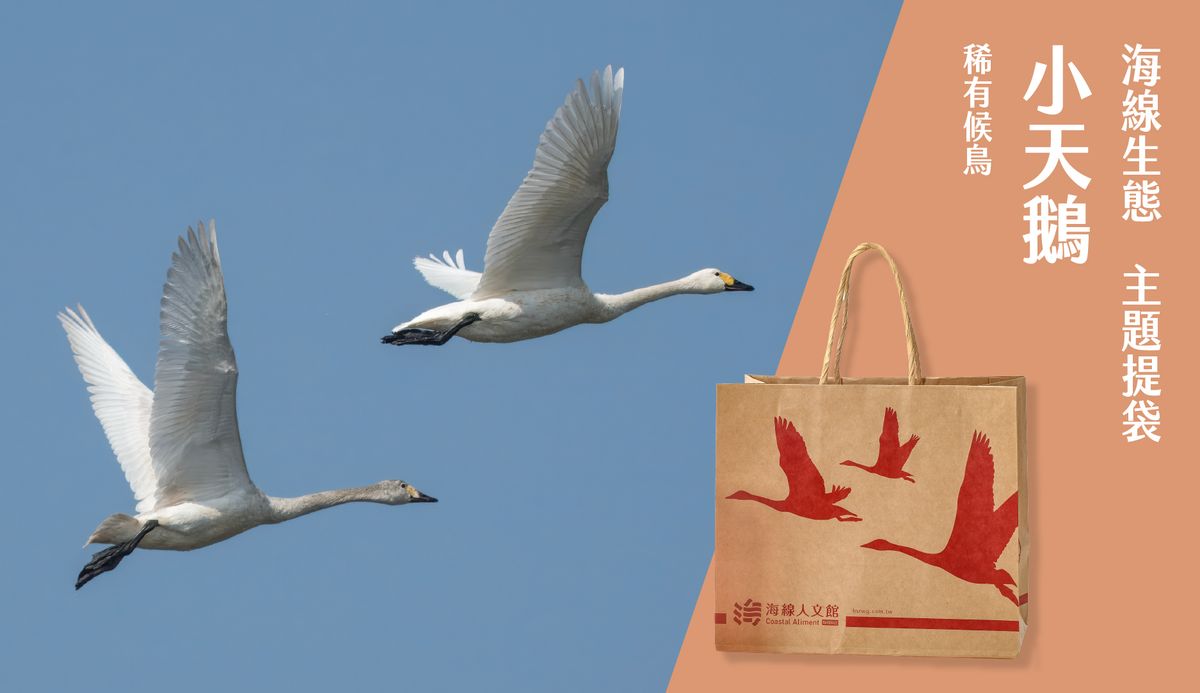 /packing/tundra-swan